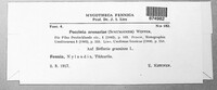 Puccinia arenariae image